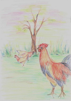 poulettes et coq